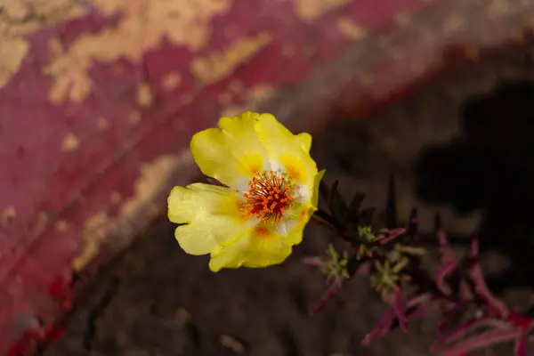 Κίτρινο λουλούδι Portulaca oleracea σε ένα λουλούδι, εύθραυστο λουλούδι — Φωτογραφία Αρχείου