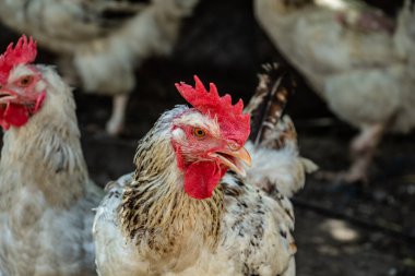 Çiftlik bahçesinde genç, yakışıklı, dişli horoz.