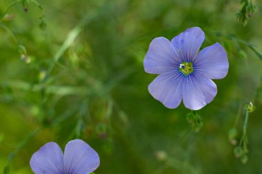 Çiçek tarlasında keten çiçekler. Yaklaş, mavi çiçekler.