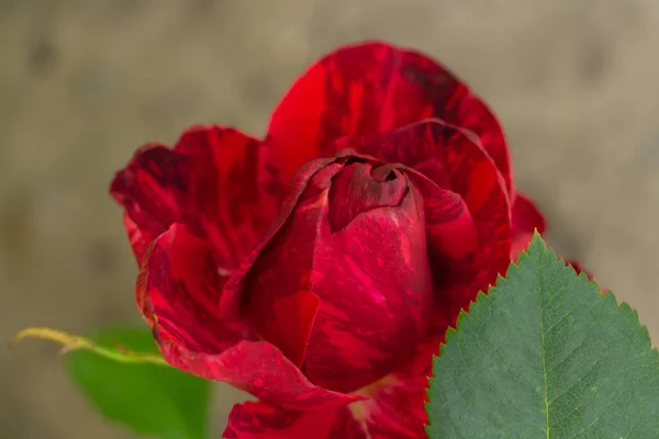 Czerwona róża z burgundowymi paskami, zbliżenie — Zdjęcie stockowe