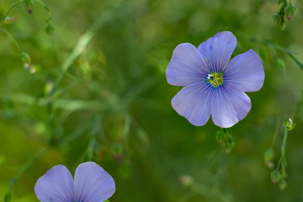 Fiori di lino su un'aiuola da vicino, fiori blu — Foto Stock