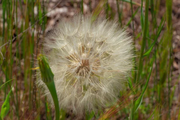 Pissenlit dans un champ aux rayons du soleil, fleur d'air — Photo