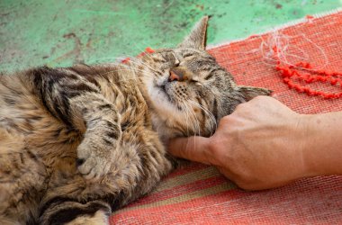 Genç bir tekir kedi güneşin altında yatıyor.