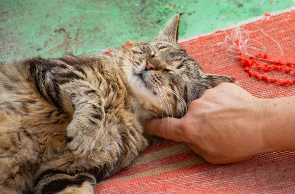 Genç bir tekir kedi güneşin altında yatıyor.