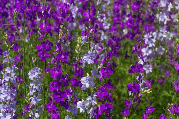 Delphinium kwitnie w ogrodzie, jasny niebieski, purpurowe kwiaty — Zdjęcie stockowe