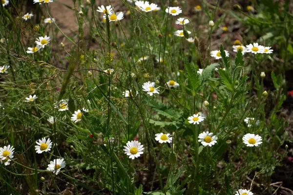 Wilde weiße Gänseblümchen, Kamillenfeld im Sonnenlicht — Stockfoto