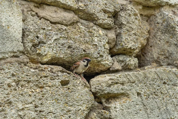 A sparrow looks out of his house in a stone wall — Stock Photo, Image