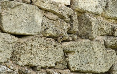 Karanlık bir gökyüzüne karşı dikenli tellerin üzerinde oturan bir serçe, konsept fotoğrafçılık, baskıcı atmosfer. Yüksek kalite fotoğraf