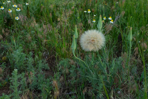 Güneş ışınlarındaki bir tarlada karahindiba, hava çiçeği, şefkat ve kırılganlık. Yüksek kalite fotoğraf