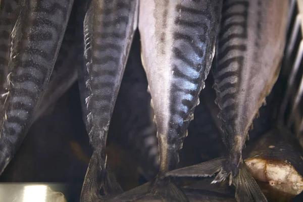 Frozen mackerel on a shop display close-up. Fish supermarket. A wide variety of fish — Stock Photo, Image