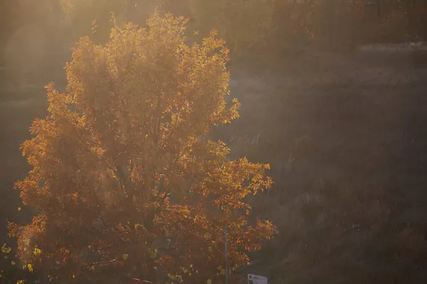 Arbre Feuilles Caduques Plein Soleil Été Indien Vue Esthétique Automne — Photo