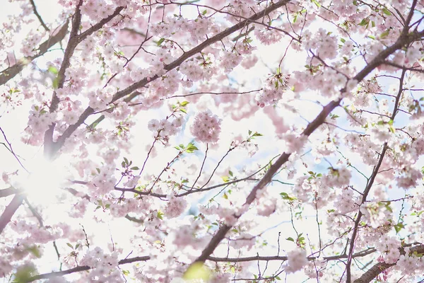 Праздник Ханами Розовое Цветущее Дерево Сакуры Японская Сакура Является Традиционным — стоковое фото