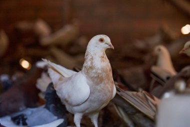 Özel bahçede safkan güvercinler yetiştiriyor. Kuşlar için sıcak bir ev. Ruhun hobisi. Diyet et. Doğanın kırsal yaşam konsepti uzayı kopyalamak. Yüksek kalite fotoğraf