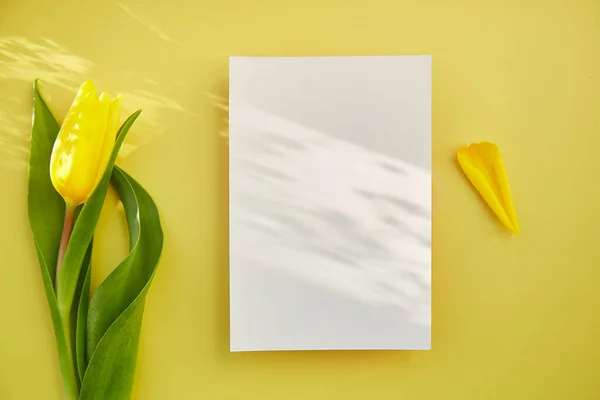 女性のポストカードは 影と黄色のチューリップでモックアップします 女性の日のコンセプト モックアップ ポストカード スペースのコピー — ストック写真