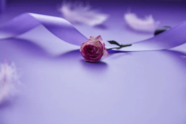 淡淡的粉红玫瑰 深蓝色背景 癫痫意识的概念 时髦的粉色羽毛和紫色缎带 非常漂亮的泛色图案 复制空间 — 图库照片