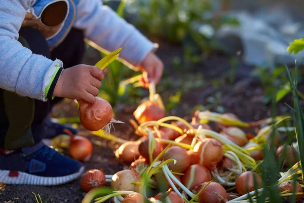 Mormor och sonson planterar lök i trädgården vid solnedgången. Vårens arbete. — Stockfoto