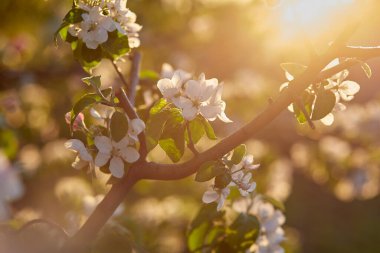 Gün batımında açan kayısı dalı. Uzayı kopyala Estetik doğal arkaplan.