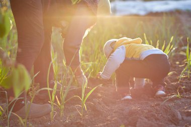 Büyükanne ve torun akşam sebze bahçesine soğan ekiyorlar. Bahar mevsimi işleri. İki nesil birlikte konsept