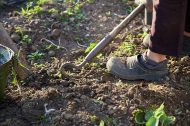 Bahçeye çilek ekiyorum. Bahar geliyor. Kıdemli kadın gün batımında aletlerle çalışır. Yüksek kalite fotoğraf