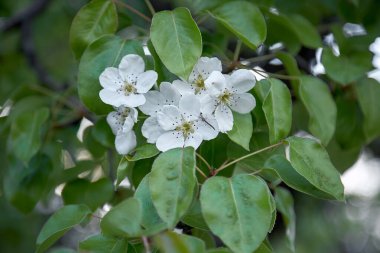 Armut tomurcuklanıyor. Doğal mevsimlik arka plan. Doğal güzellik, rahatla, bahçıvanlık. 