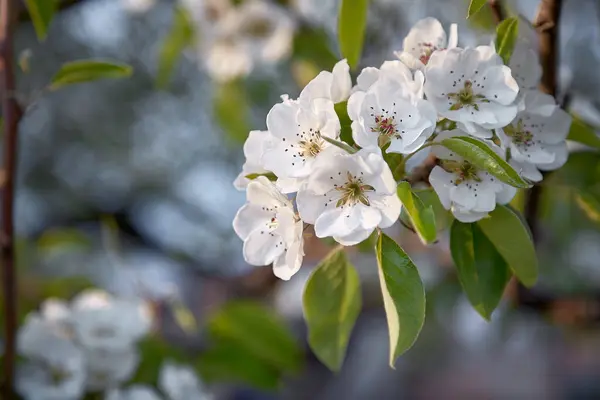 梨花开得很近 自然季节背景 自然的美 — 图库照片