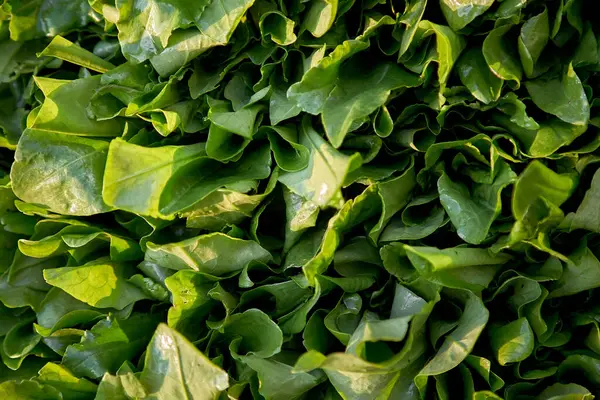 Green Fresh Organic Spinach Background Top View High Quality Photo — Stock Photo, Image