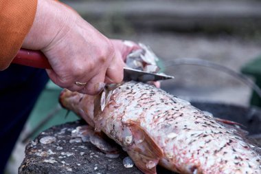 Dışarıda sazan balığı temizliyorum. Dışarıda yemek pişirmek, piknik konsepti.. 