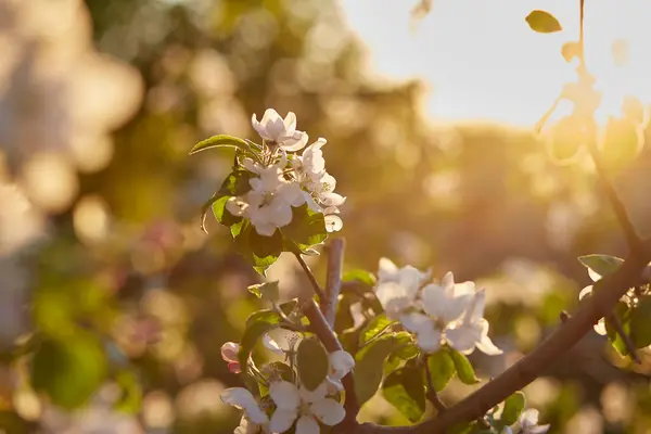 落日时杏花盛开 自然春天的背景 复制空间 — 图库照片