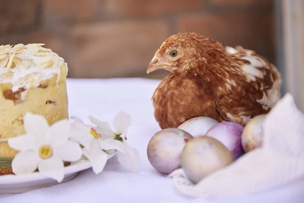 Pastelowe Wielobarwne Jajka Narcyzowe Kwiaty Tortem Wielkanocnym Kurczakiem Pocztówka Wielkanocna — Zdjęcie stockowe