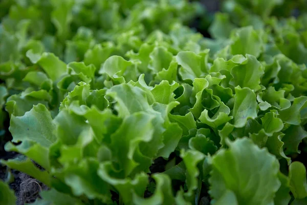 Green fresh lettuce salad on the farm. Natural background. Spring work. — Stock Photo, Image