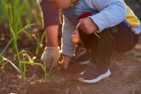 Mormor Och Sonson Planterar Lök Trädgården Vid Solnedgången Vårarbete Högkvalitativt — Stockfoto