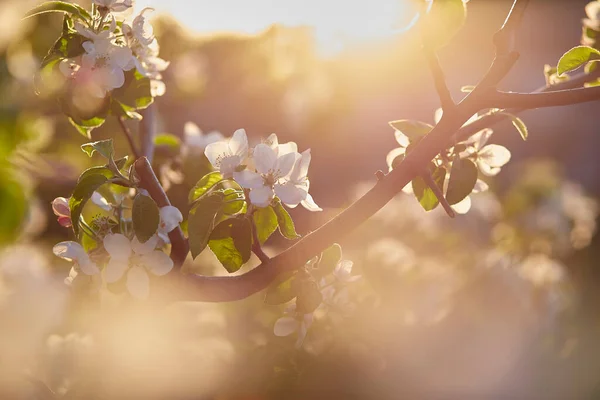 落日时杏花盛开 复制空间 审美的自然背景 — 图库照片