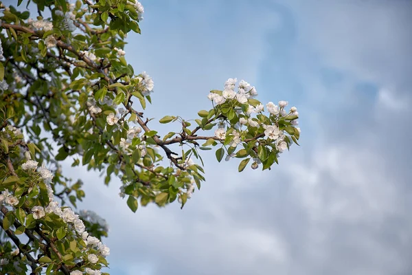 Pera Albero Fiore Nella Giornata Sole Sfondo Naturale Stagionale Bellezza — Foto Stock