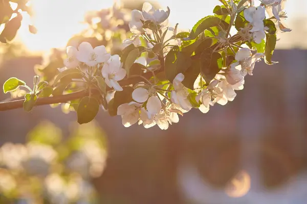落日时杏花盛开 自然春天的背景 复制空间 — 图库照片