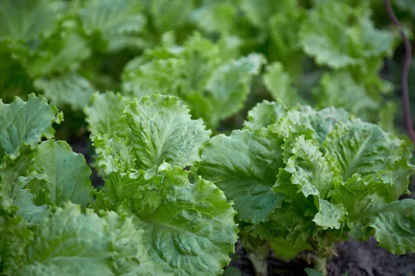 Green fresh lettuce background. Spring work. Healthy food concept. — Stock Photo, Image