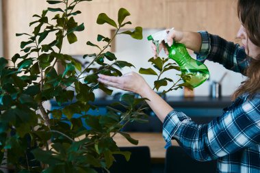 Kadın ev bitkisini ilaçlıyor. Bitkiler ilham verici, rahat bahçeler kavramsal ortama uyum sağlıyor. Biyofilik iç mekan, doğa ile bağlantılı, çevre dostu, kapalı alan bahçesi.