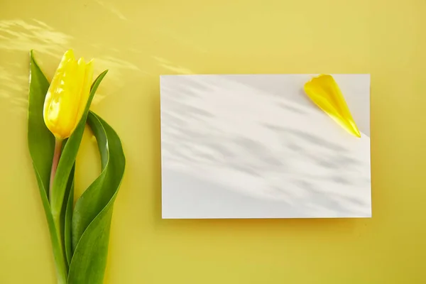 Heldere Minimalistische Ansichtkaart Met Schaduwen Gele Tulp Vrouwendag Concept Briefkaart — Stockfoto