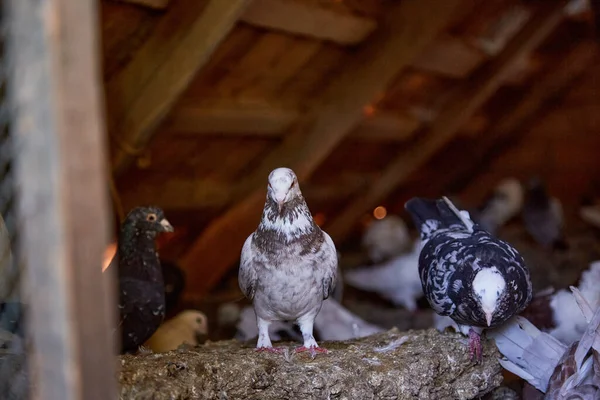 Breeding purebred pigeons. Warm house for birds. Hobby for the soul. Naturecore rural pastoral life concept