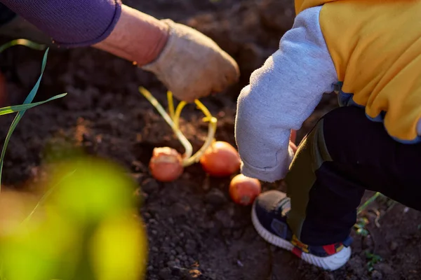 Mormor Och Sonson Planterar Lök Grönsaksträdgården Kvällen Vårsäsongsarbete Två Generationer — Stockfoto