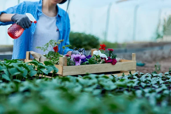 Mujer Jardinero Regando Flores Macetas Rodeadas Plantas Jardinería Casera Jardín — Foto de Stock