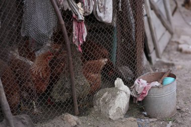 Eski kirli paçavralarla fakirlik kavramı. Bulutlu bir günde kalenin arkasında tavuk. Kırsal yoksulluk kavramı. Yüksek kalite fotoğraf