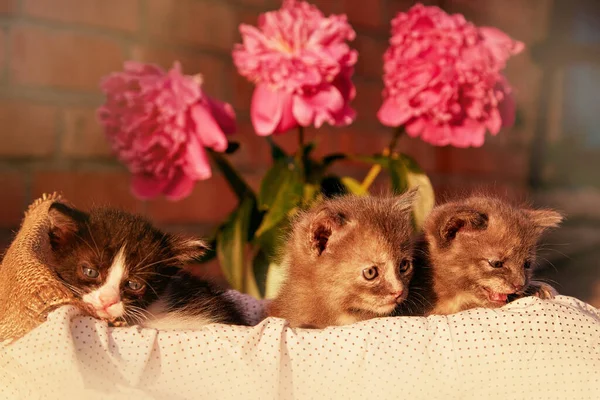 Cute animals - domestic kittens among blooming peony. Summer aesthetic background. Adorable small animal at summertime. Discovery and curiosity childhood.
