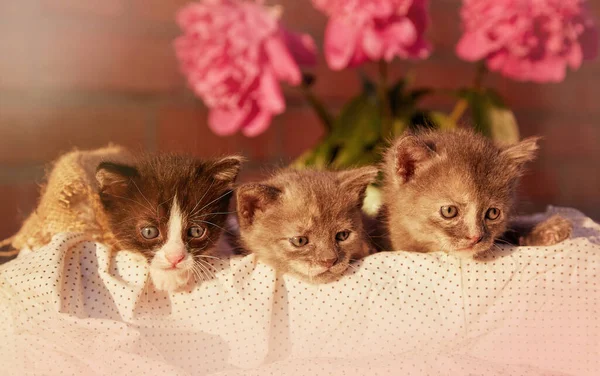 Cute Animals Domestic Kittens Blooming Peony Summer Aesthetic Background Adorable — Stockfoto