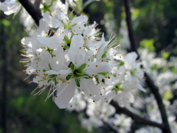 A blooming plum — Stock Photo, Image