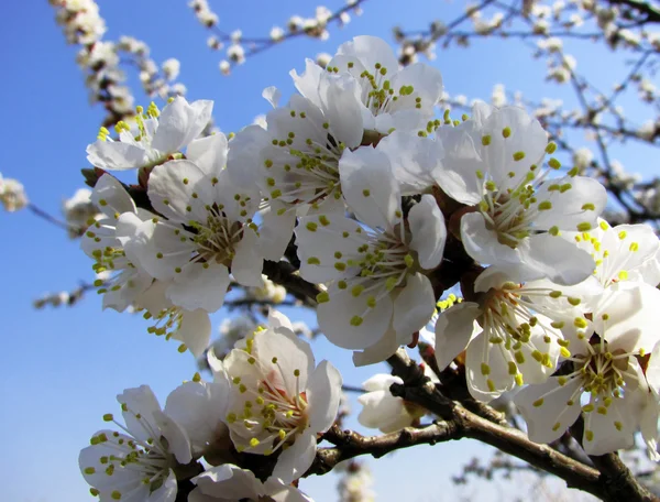 A apricot — Stock Photo, Image