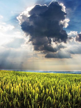 Güneş ışınları üzerinde buğday tarlası