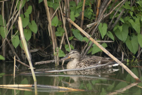 Wilde eend zwemt in de rivier — Stockfoto