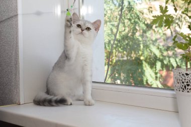 Kedi yavrusu İskoç İngiliz kedisi Burma cüce hayvanlar