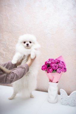 Köpek yavrusu köpek yavrusu Yorkshire Teriyeri Chihuahua tımarlıyor.