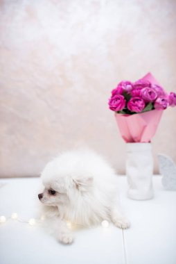 Köpek yavrusu köpek yavrusu Yorkshire Teriyeri Chihuahua tımarlıyor.
